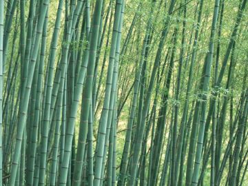 占イ館珂舟会鑑定所