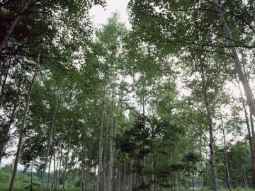 高野山龍仙閣